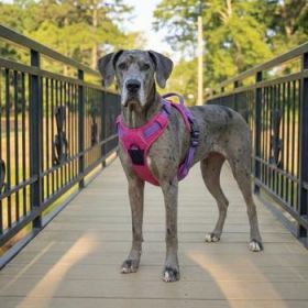 Venture Paw Pull Control Dog Harness - Sugar Rush Pink (Option: X-Large)
