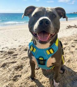 Venture Paw Pull Control Dog Harness - Sun Chaser Blue (Option: X-Large)