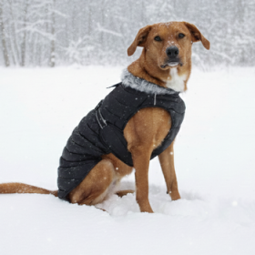 Alpine Extreme Weather Puffer Coat - Black (Option: Large)