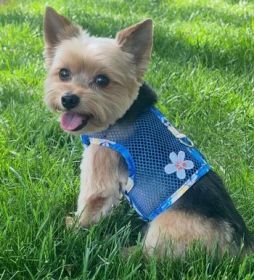 Cool Mesh Dog Harness with Leash - Catching Waves (Option: Large)
