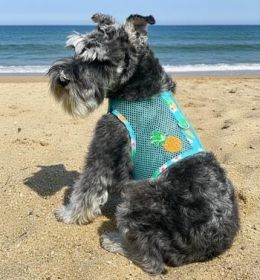 Cool Mesh Dog Harness with Leash - Pineapple Luau (Option: Large)