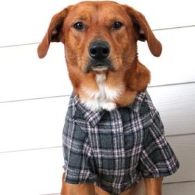 Flannel Dog Shirt - Dark Gray and Pink Plaid (Option: Medium)
