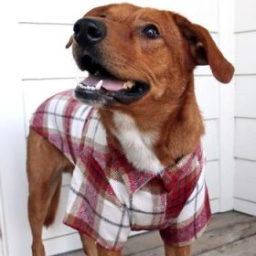 Flannel Dog Shirt - Red and White Plaid (Option: Medium)