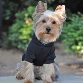 Flex-Fit Dog Hoodie - Black (Option: Large)