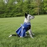 Blue Gingham Dog Dress with Matching Leash (Option: Large)