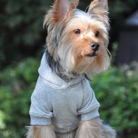 Flex-Fit Dog Hoodie - Gray (Option: Medium)