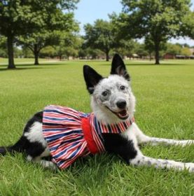 Patriotic Dog Dress with Matching Leash (Option: Small)