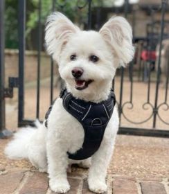 Venture Paw Pull Control Dog Harness - Midnight (Option: Small)