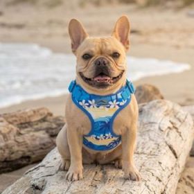 Wrap and Snap Choke Free Dog Harness by Doggie Design - Catching Waves (Option: Small)