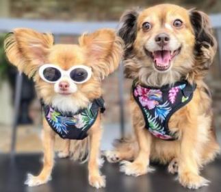 Wrap and Snap Choke Free Dog Harness by Doggie Design - Paradise Nights (Option: Small)