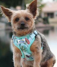 Wrap and Snap Choke Free Dog Harness by Doggie Design - Surfboards and Palms (Option: Small)