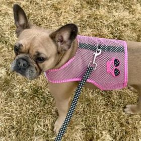 Cool Mesh Dog Harness Under the Sea Collection - Sunglasses Pink and Black Polka Dot (Option: Medium)