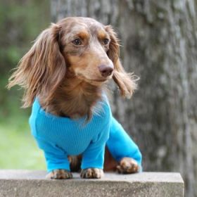 Sweet Dreams Thermal Dog Pajamas - Blue (Option: X-Small)