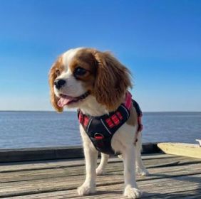 Venture Paw Pull Control Dog Harness - Black Cherry (Option: X-Small)