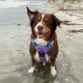 Venture Paw Pull Control Dog Harness - Mermaid Lilac (Option: X-Small)