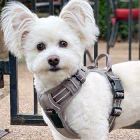 Venture Paw Pull Control Dog Harness - Dried Sage (Option: X-Small)