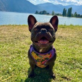 Wrap and Snap Choke Free Dog Harness by Doggie Design - Sunset Hibiscus (Option: X-Small)
